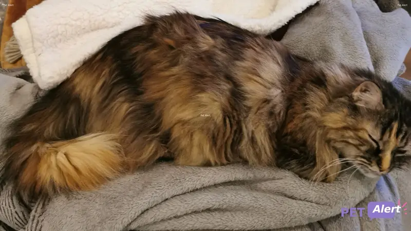 Chat angora turc · Biscotte