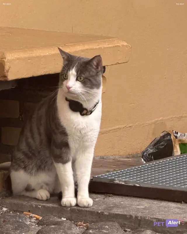 Chat blanc, gris