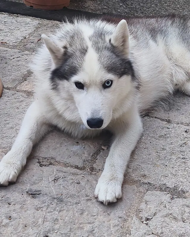 Chien husky sibérien