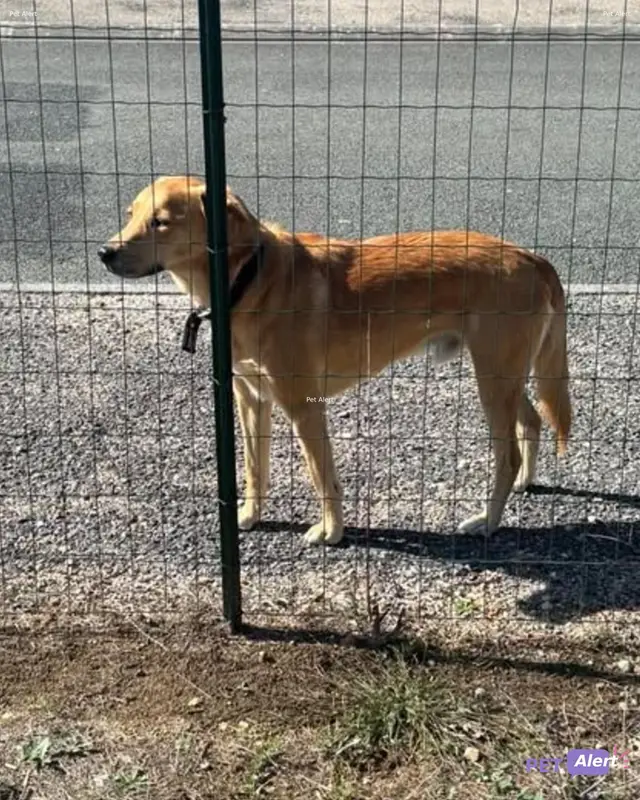 Chien fauve, beige