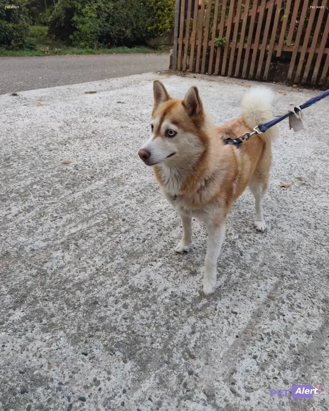 Chien shiba inu