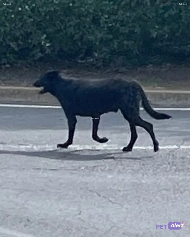 Chien noir