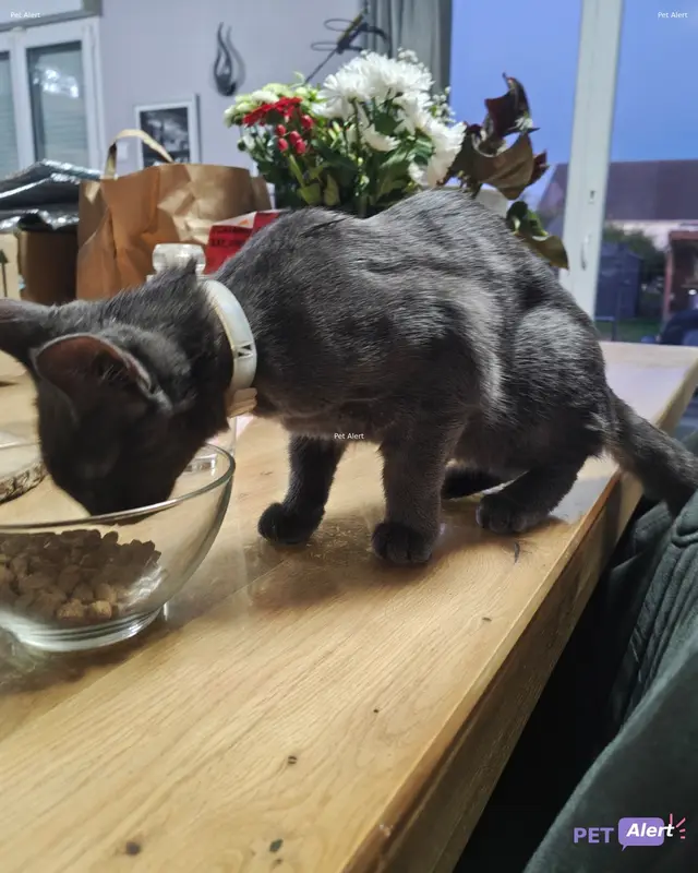 Chat gris