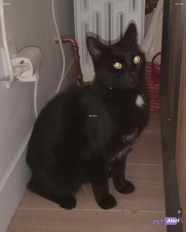 Chat noir