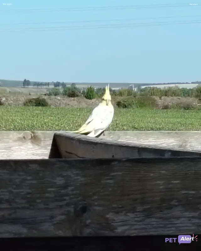 Animal cockatiel