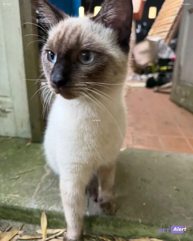 Chat siamois