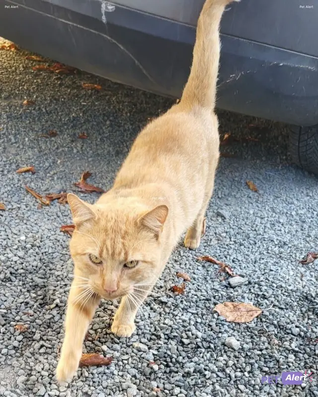 Chat roux
