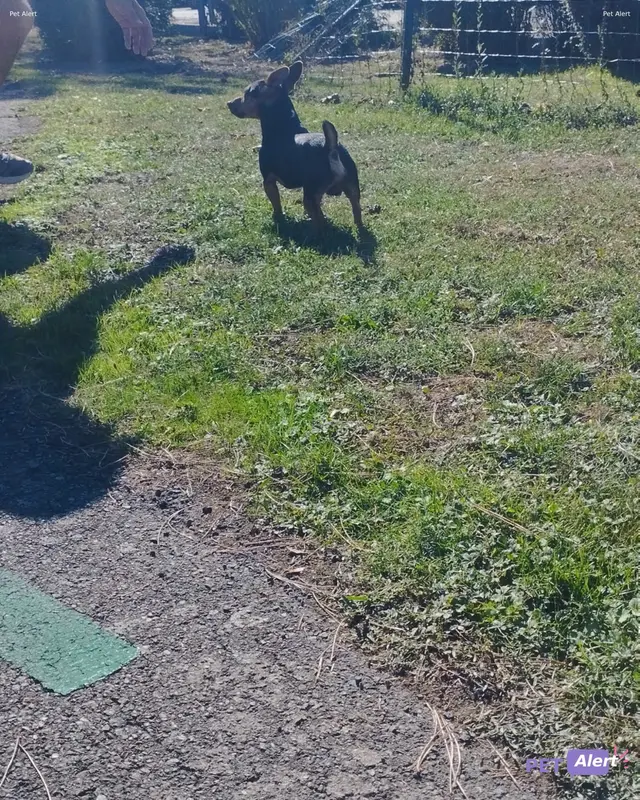Chien pinscher nain