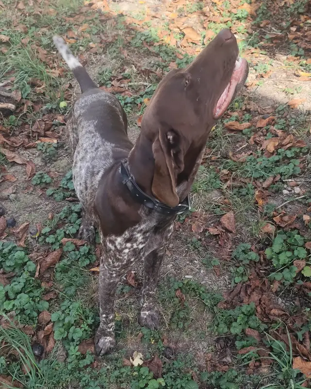 Chien pointer anglais
