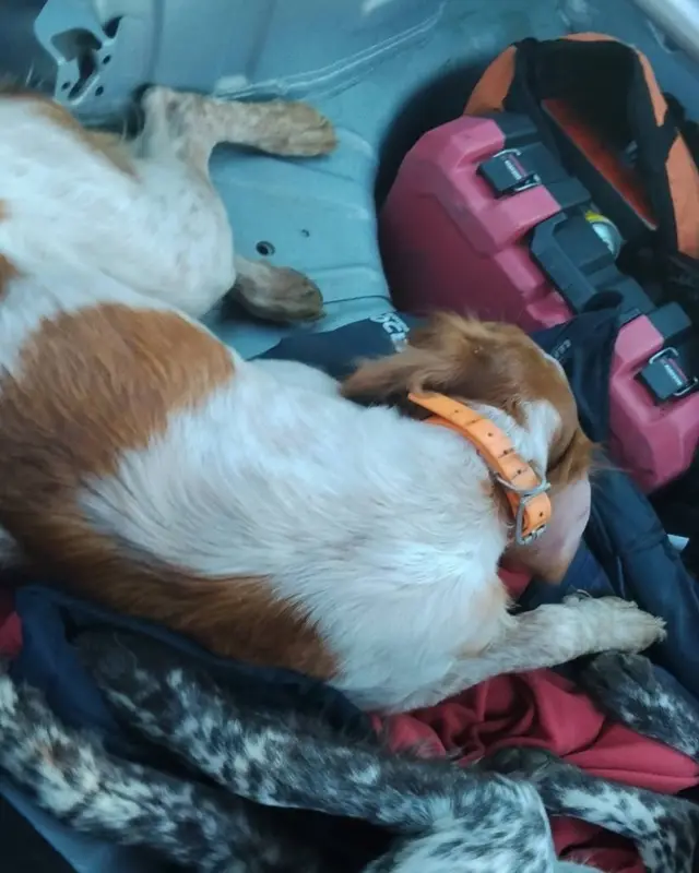 Chien chien de chasse