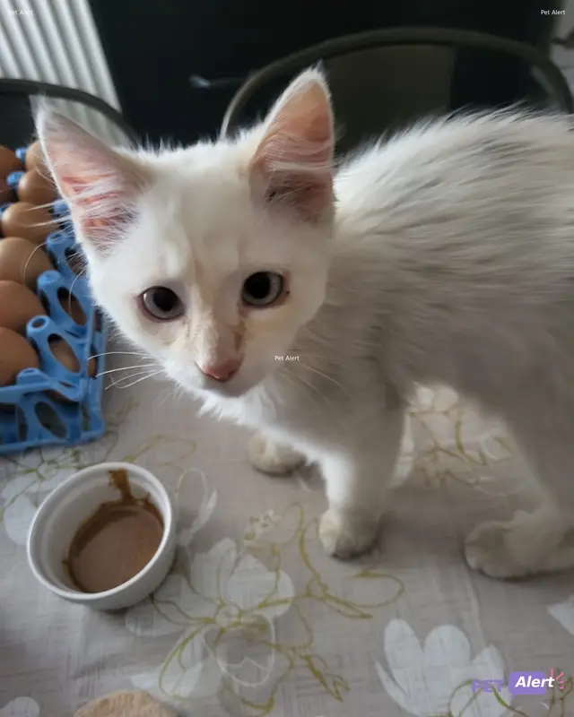 Chat angora turc