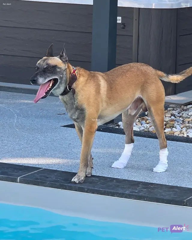 Chien malinois · Bronx