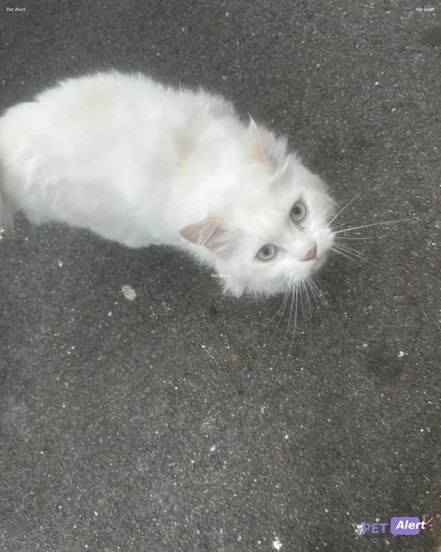 Chat blanc