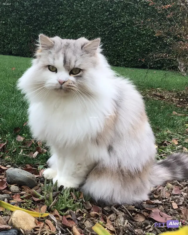 Chat persan · Nemo