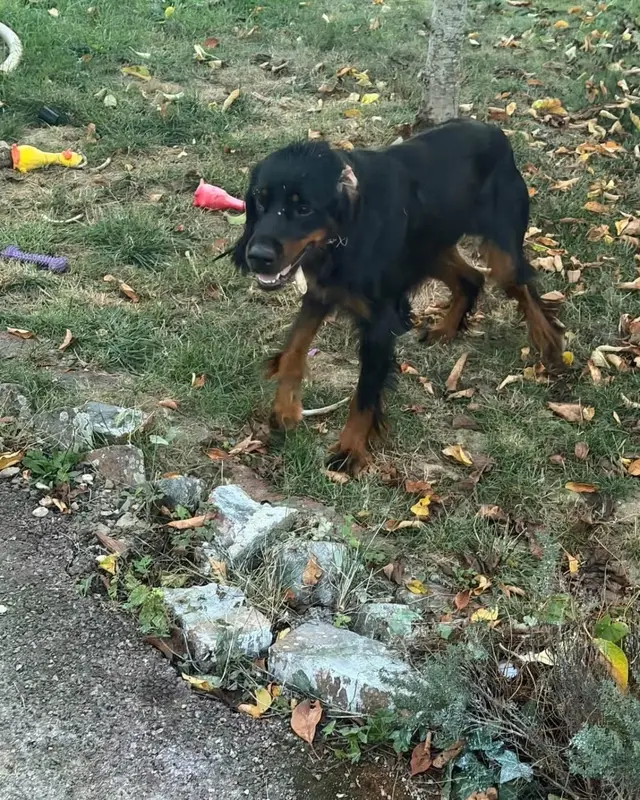 Chien noir