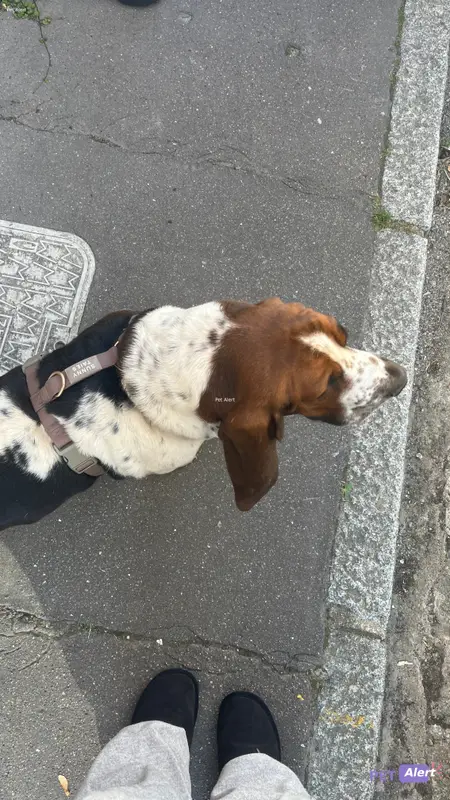 Chien basset hound