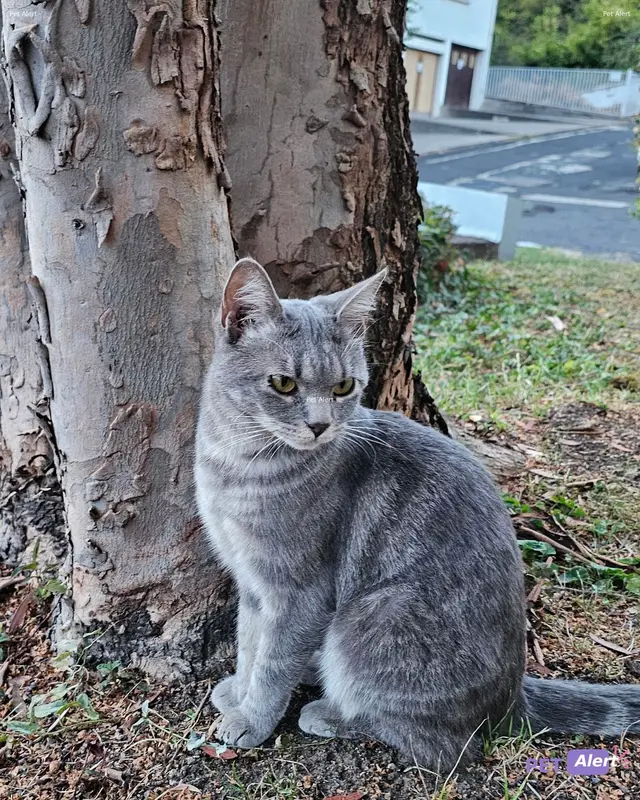 Chat gris