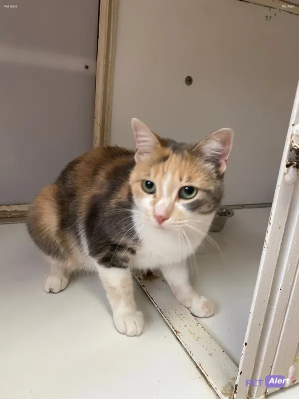 Chat européen