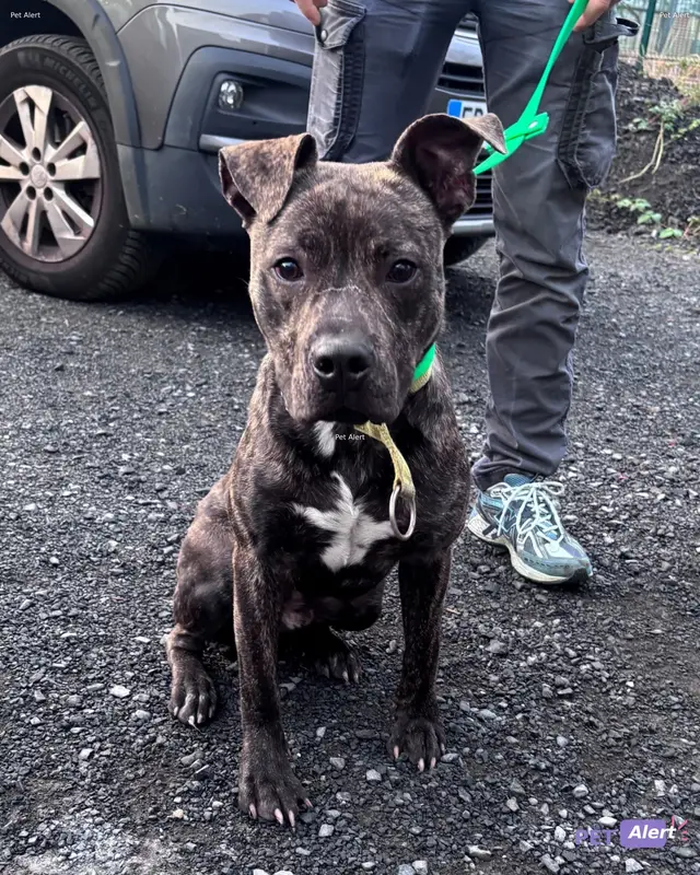 Chien american staffordshire terrier