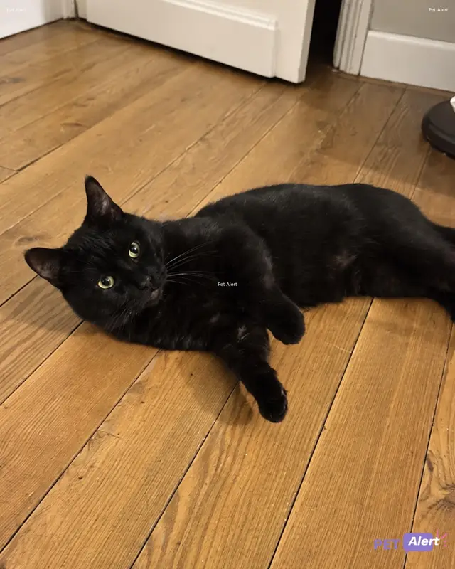Chat noir