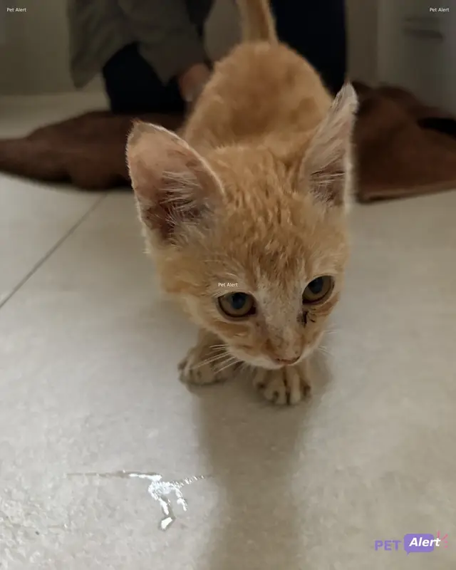 Chat européen