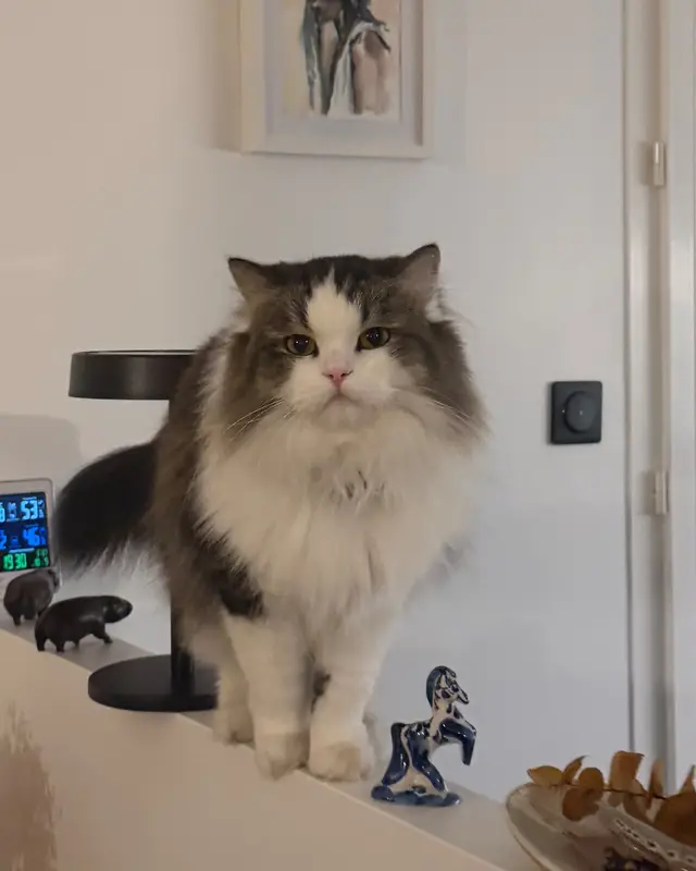 Chat british longhair · Mickey