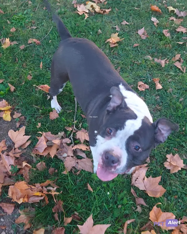 Chien american staffordshire terrier