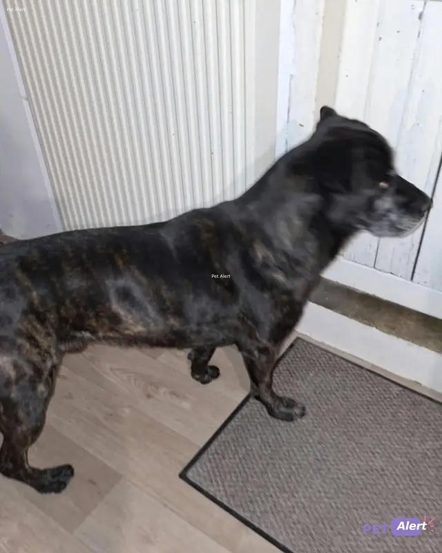 Chien brindle