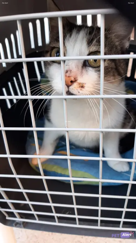 Chat tigré
