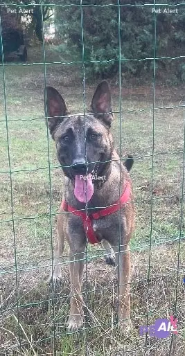 Chien malinois