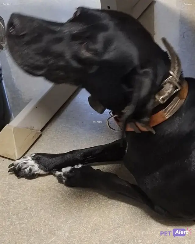 Chien noir