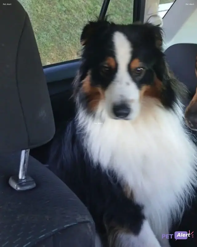 Chien berger australien