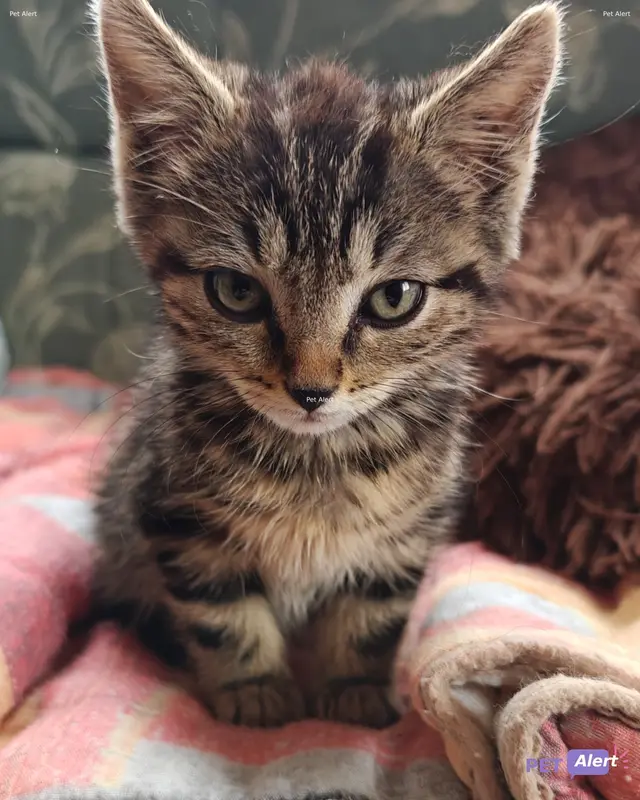 Chat tigré