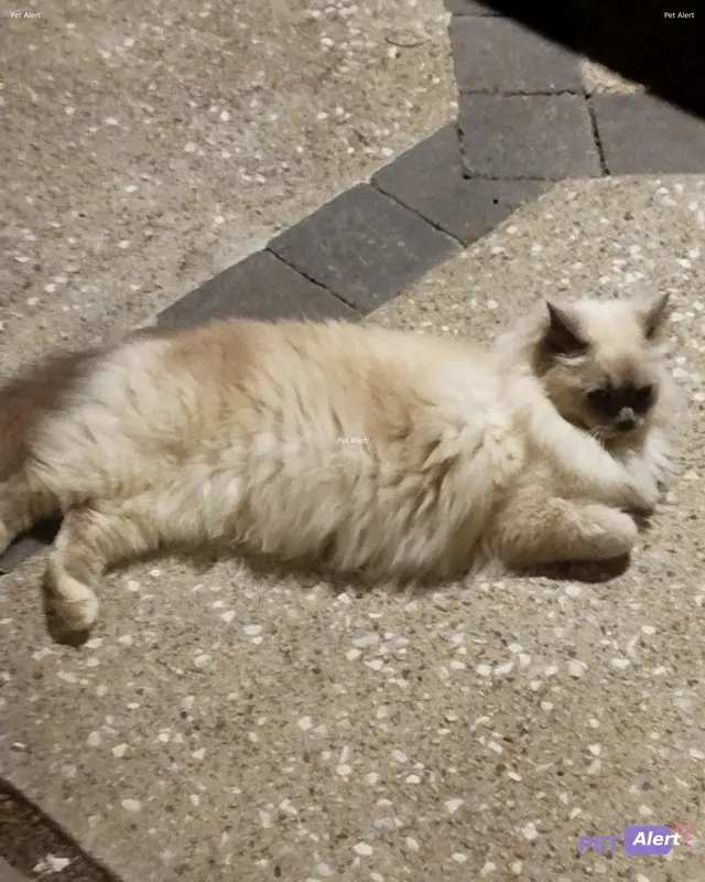 Chat beige, gris