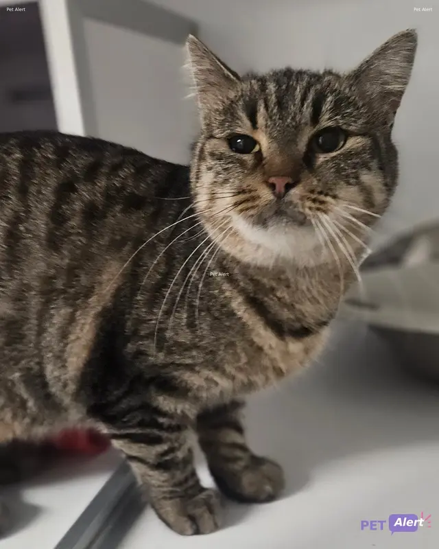 Chat européen