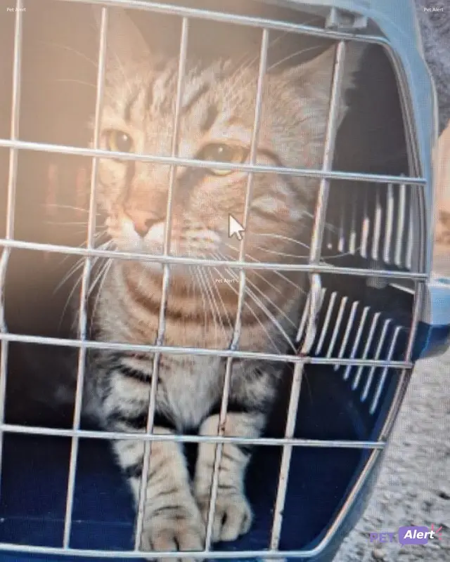 Chat tigré