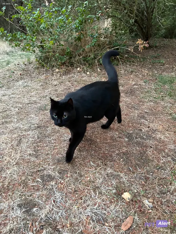 Chat européen