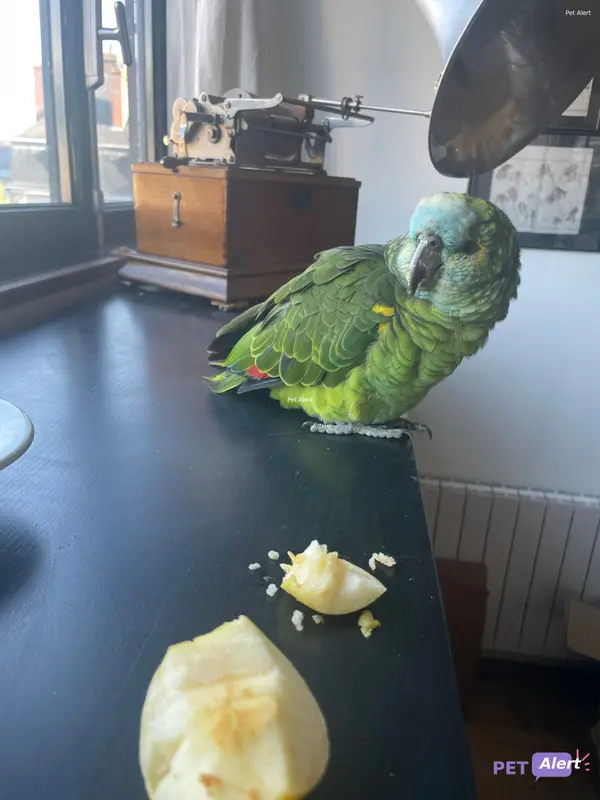 Animal parrot