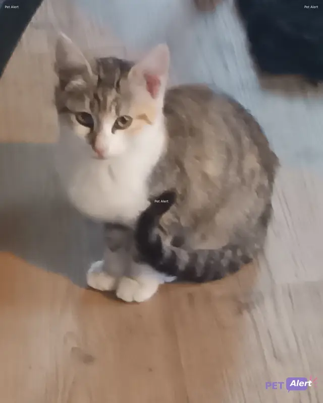 Chat européen