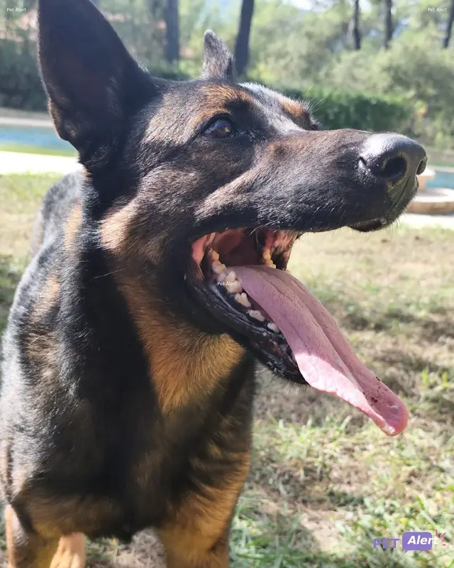 Chien malinois