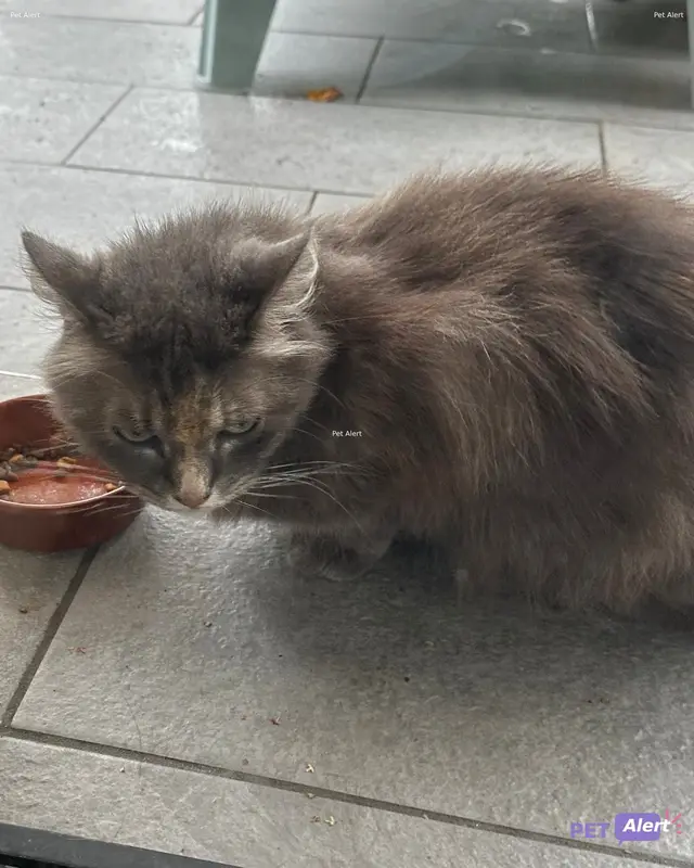 Chat gris