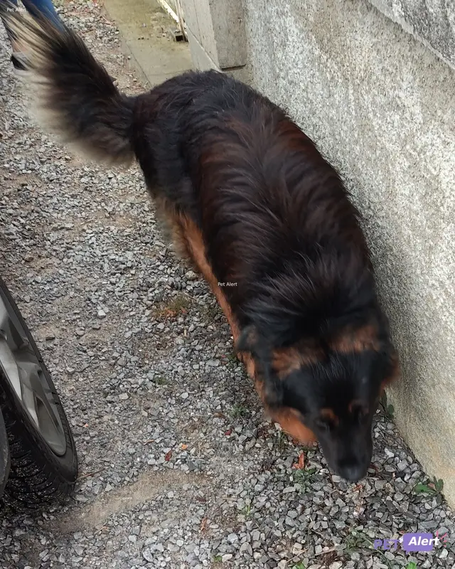 Chien noir