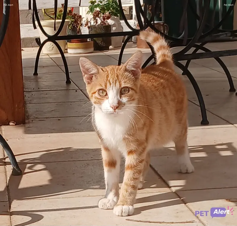 Chat blanc, roux