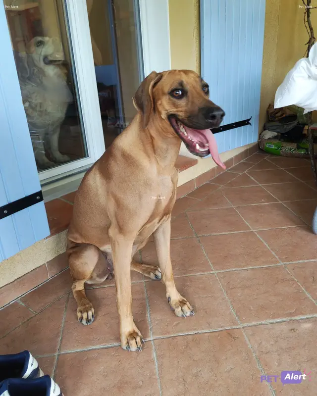 Chien marron