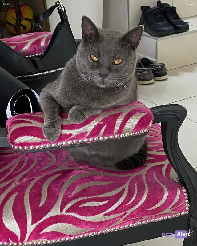 Chat chartreux · Ulys