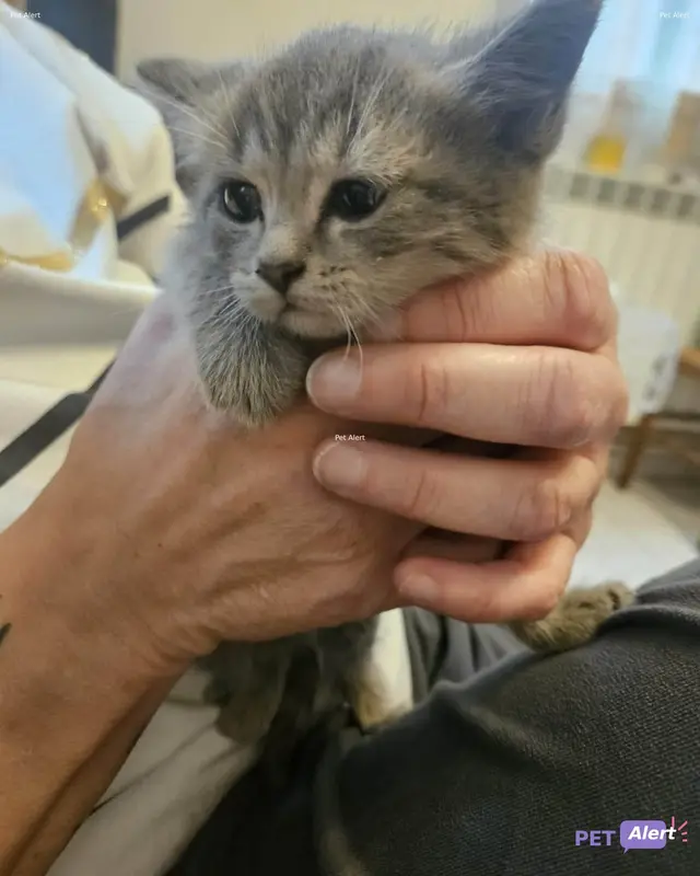 Chat tigré