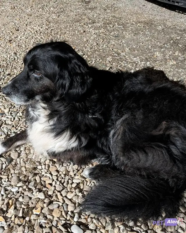 Chien noir, blanc