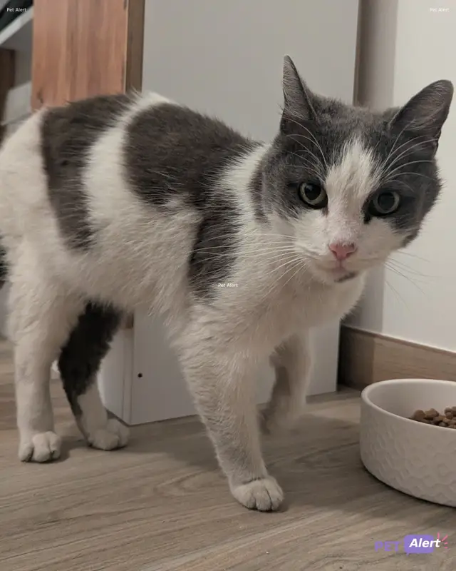 Chat blanc, gris