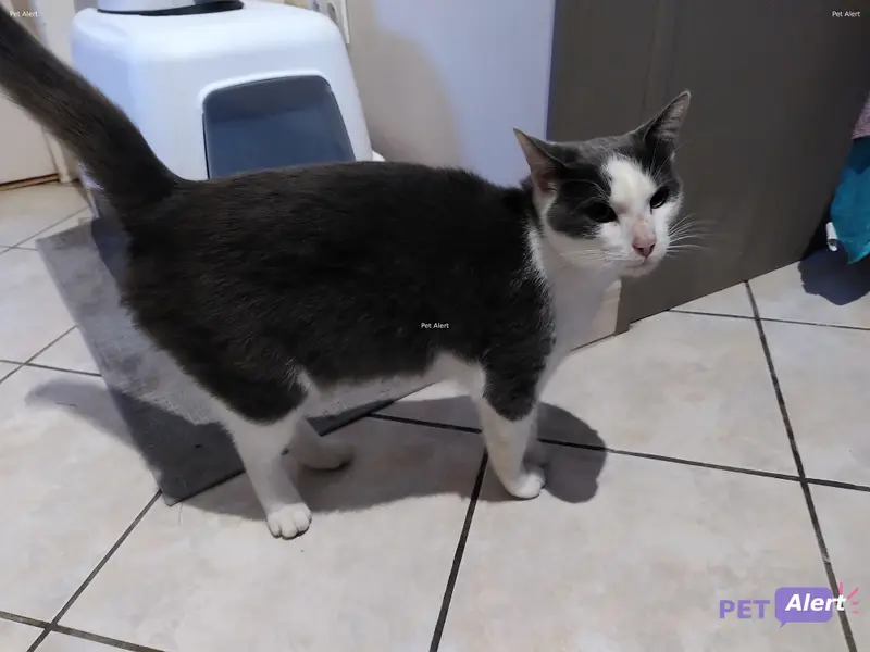 Chat blanc, gris