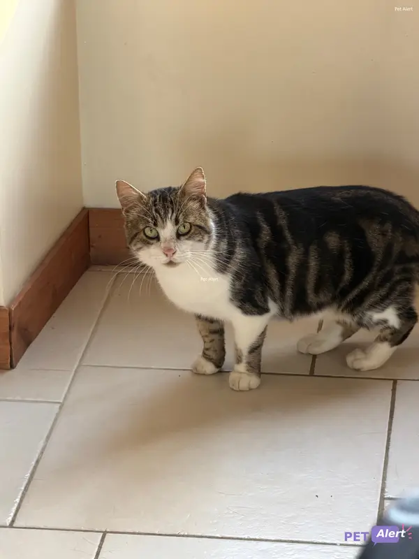 Chat gris